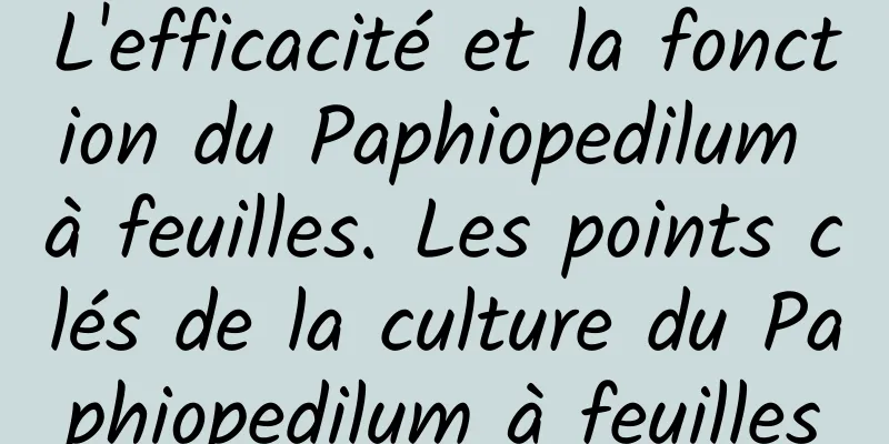 L'efficacité et la fonction du Paphiopedilum à feuilles. Les points clés de la culture du Paphiopedilum à feuilles