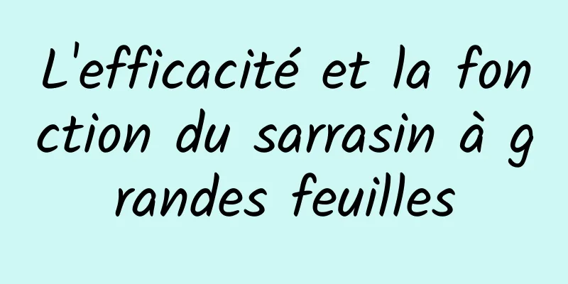 L'efficacité et la fonction du sarrasin à grandes feuilles