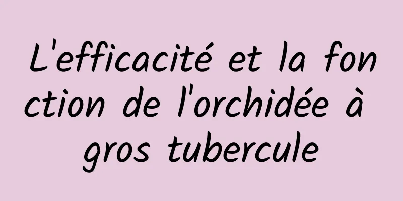 L'efficacité et la fonction de l'orchidée à gros tubercule