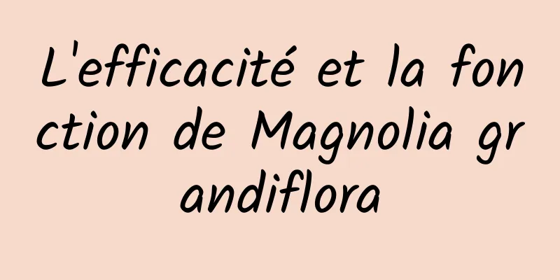 L'efficacité et la fonction de Magnolia grandiflora