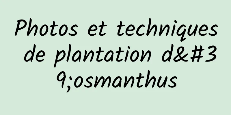 Photos et techniques de plantation d'osmanthus