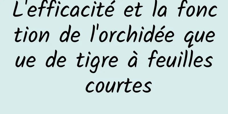 L'efficacité et la fonction de l'orchidée queue de tigre à feuilles courtes