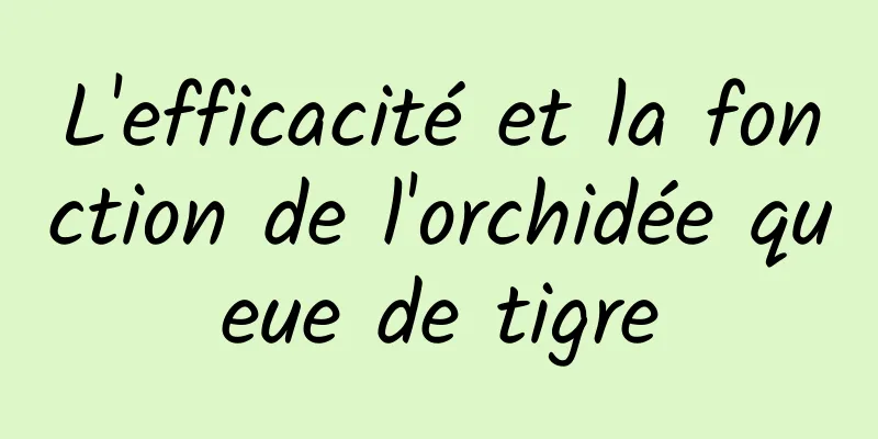 L'efficacité et la fonction de l'orchidée queue de tigre