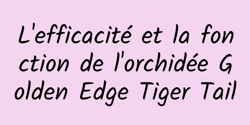 L'efficacité et la fonction de l'orchidée Golden Edge Tiger Tail