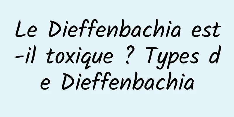 Le Dieffenbachia est-il toxique ? Types de Dieffenbachia