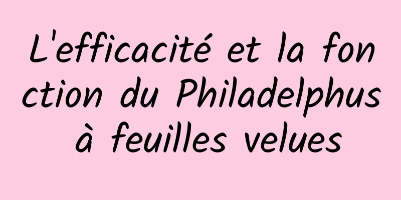 L'efficacité et la fonction du Philadelphus à feuilles velues