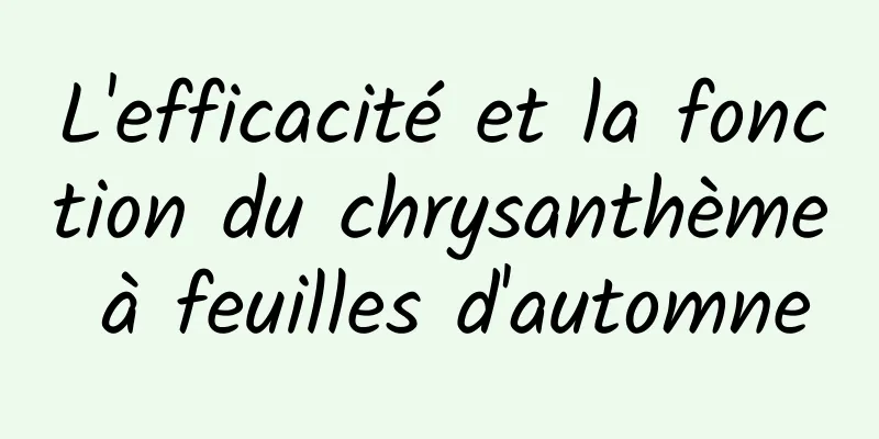 L'efficacité et la fonction du chrysanthème à feuilles d'automne