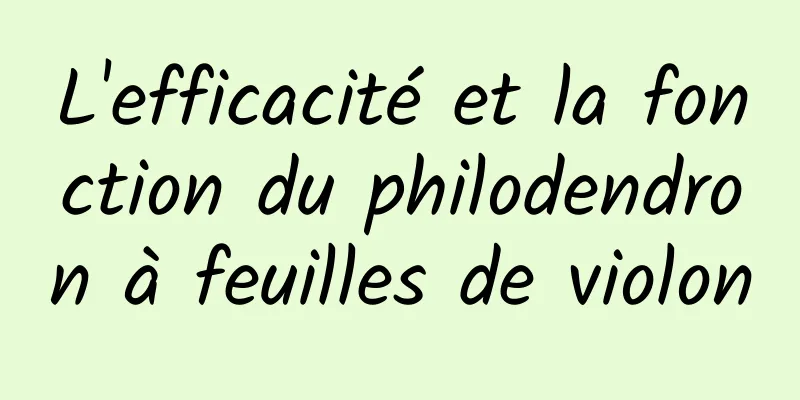 L'efficacité et la fonction du philodendron à feuilles de violon