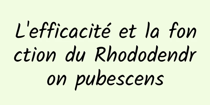 L'efficacité et la fonction du Rhododendron pubescens