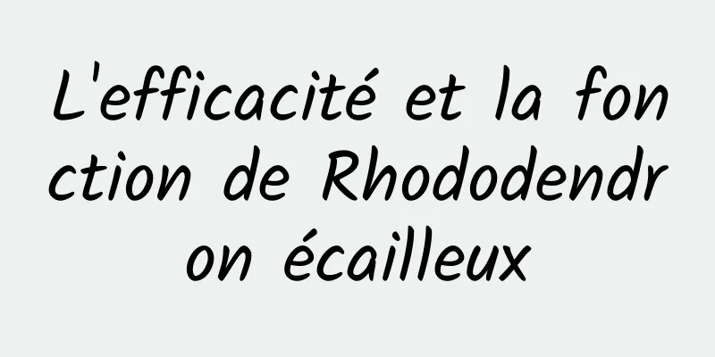 L'efficacité et la fonction de Rhododendron écailleux