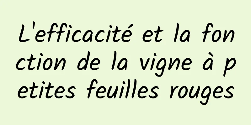 L'efficacité et la fonction de la vigne à petites feuilles rouges