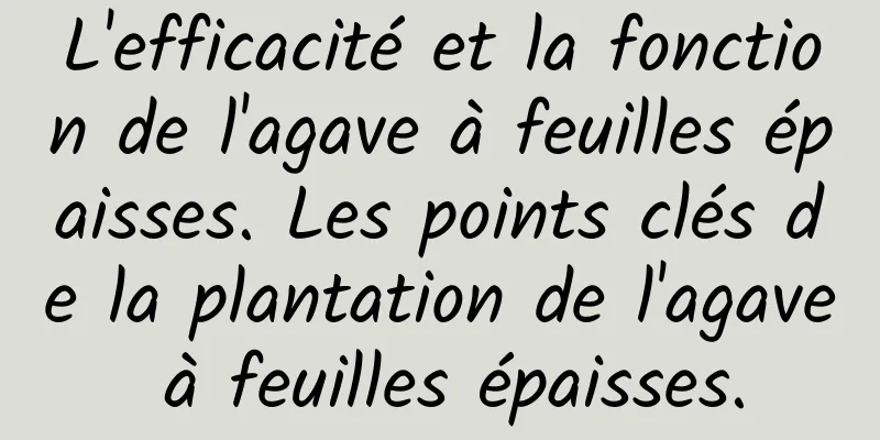 L'efficacité et la fonction de l'agave à feuilles épaisses. Les points clés de la plantation de l'agave à feuilles épaisses.