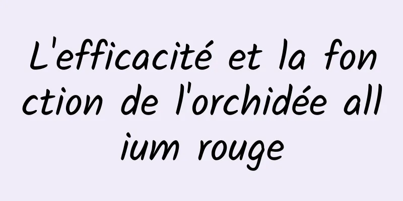 L'efficacité et la fonction de l'orchidée allium rouge