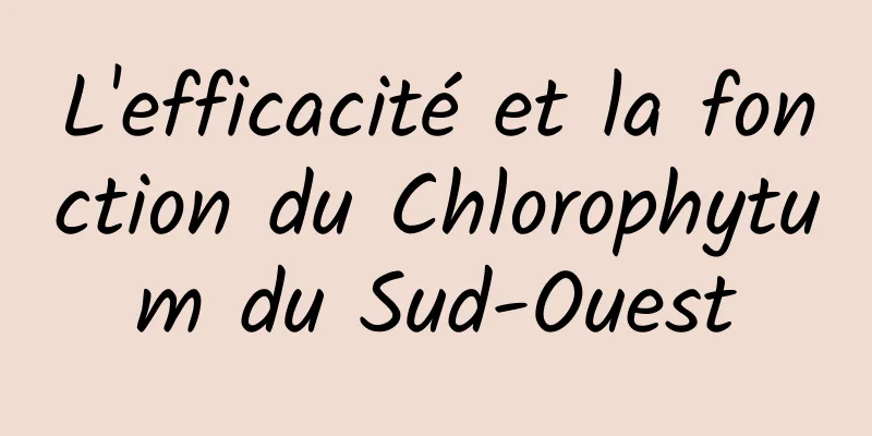 L'efficacité et la fonction du Chlorophytum du Sud-Ouest