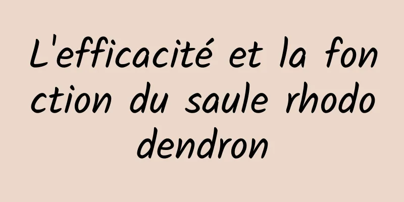 L'efficacité et la fonction du saule rhododendron