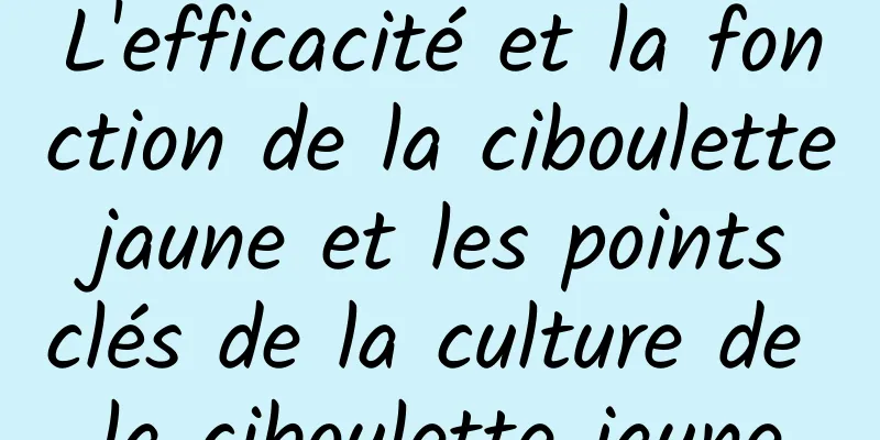 L'efficacité et la fonction de la ciboulette jaune et les points clés de la culture de la ciboulette jaune