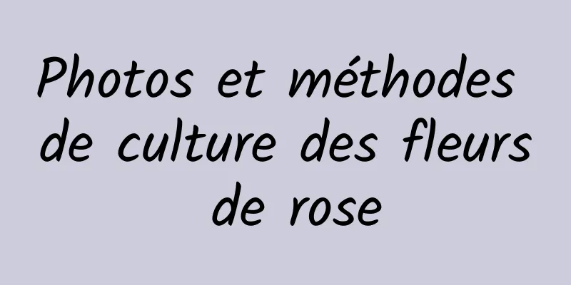 Photos et méthodes de culture des fleurs de rose