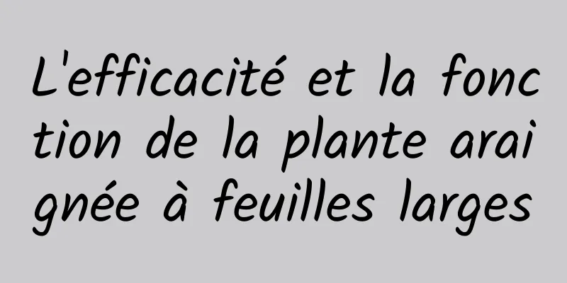 L'efficacité et la fonction de la plante araignée à feuilles larges