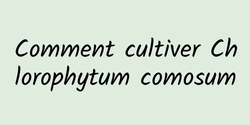 Comment cultiver Chlorophytum comosum