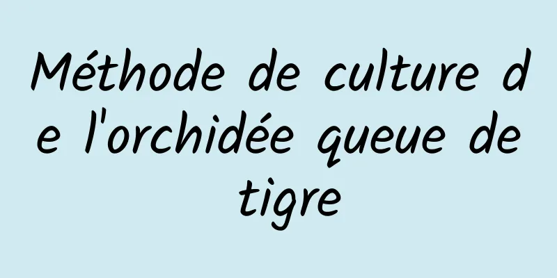 Méthode de culture de l'orchidée queue de tigre