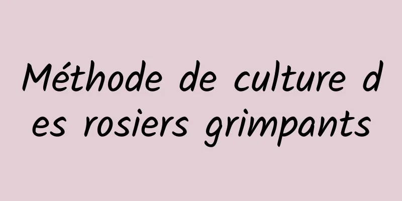 Méthode de culture des rosiers grimpants