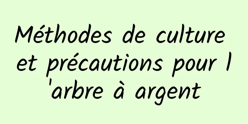 Méthodes de culture et précautions pour l'arbre à argent