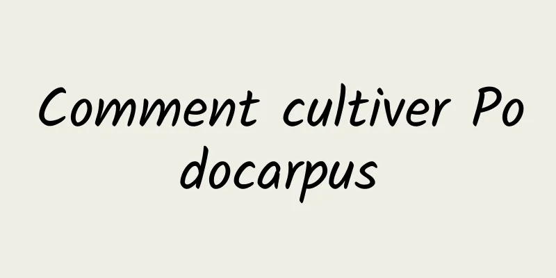 Comment cultiver Podocarpus