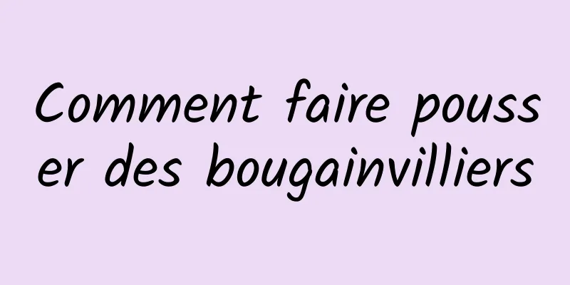 Comment faire pousser des bougainvilliers