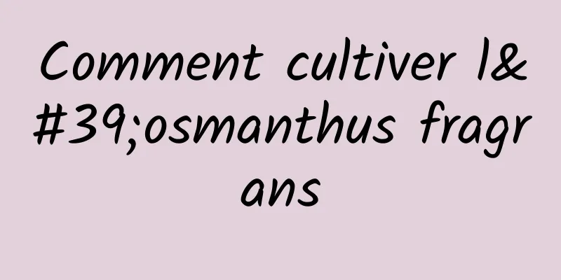 Comment cultiver l'osmanthus fragrans