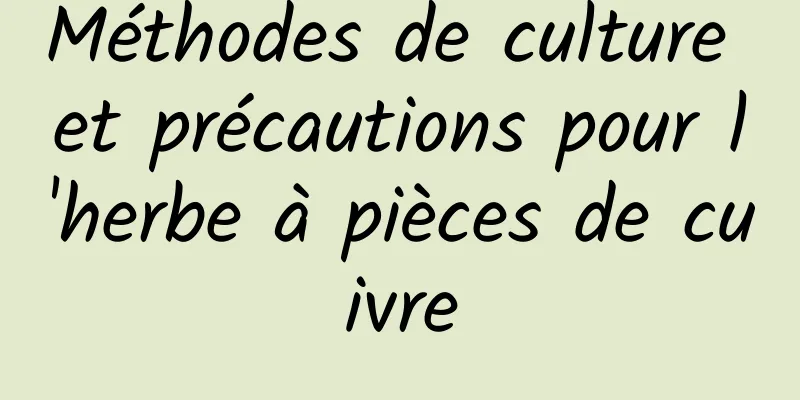 Méthodes de culture et précautions pour l'herbe à pièces de cuivre