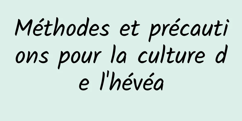 Méthodes et précautions pour la culture de l'hévéa