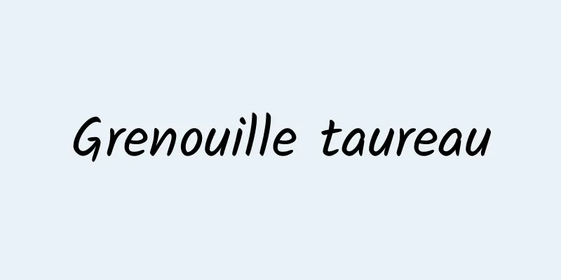 Grenouille taureau