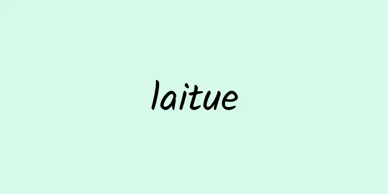 laitue