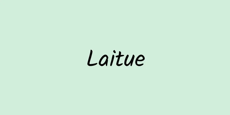 Laitue