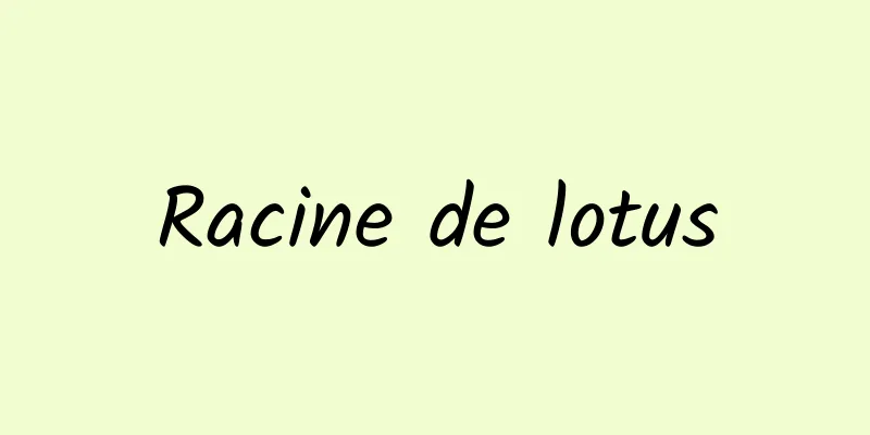 Racine de lotus