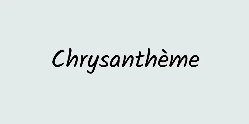 Chrysanthème