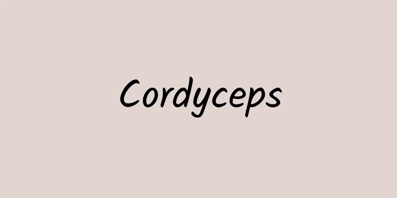 Cordyceps