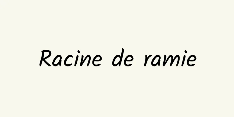 Racine de ramie