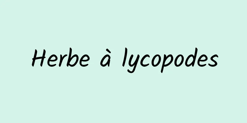 Herbe à lycopodes