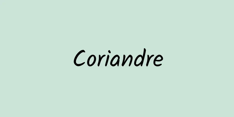 Coriandre