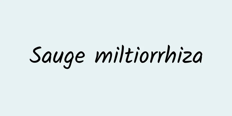 Sauge miltiorrhiza