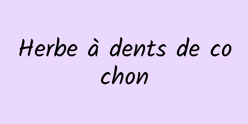 Herbe à dents de cochon