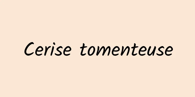 Cerise tomenteuse