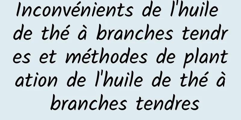 Inconvénients de l'huile de thé à branches tendres et méthodes de plantation de l'huile de thé à branches tendres